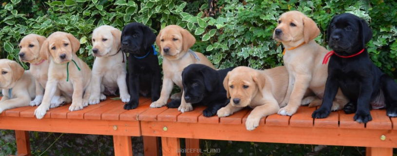 素直で育てやすい犬種の代表格